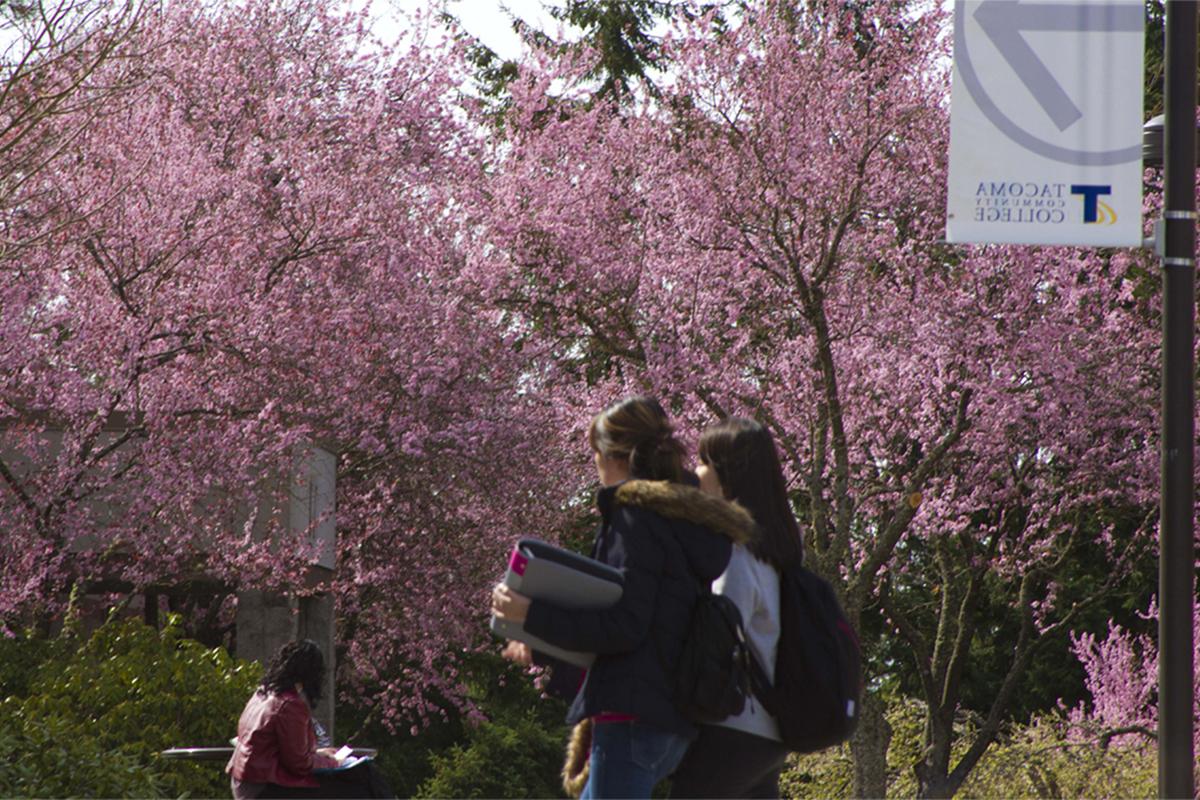 Two women walking with books and one woman seated at a table against a backdrop of pink flowering plumb trees